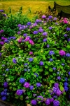 21072012-05312-sans-titre