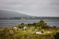 01092012-06903-connemara-burren-papamaman-sept2012