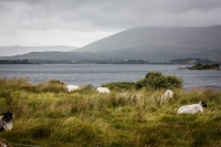 01092012-06904-connemara-burren-papamaman-sept2012