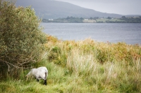01092012-06906-connemara-burren-papamaman-sept2012