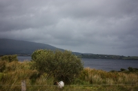 01092012-06912-connemara-burren-papamaman-sept2012