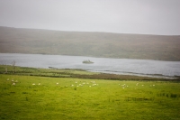 01092012-06939-connemara-burren-papamaman-sept2012