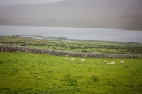 01092012-06940-connemara-burren-papamaman-sept2012