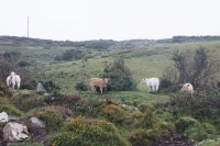 01092012-06981-connemara-burren-papamaman-sept2012
