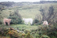 01092012-06982-connemara-burren-papamaman-sept2012