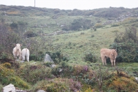 01092012-06983-connemara-burren-papamaman-sept2012