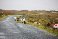 01092012-06993-connemara-burren-papamaman-sept2012