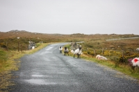 01092012-06994-connemara-burren-papamaman-sept2012