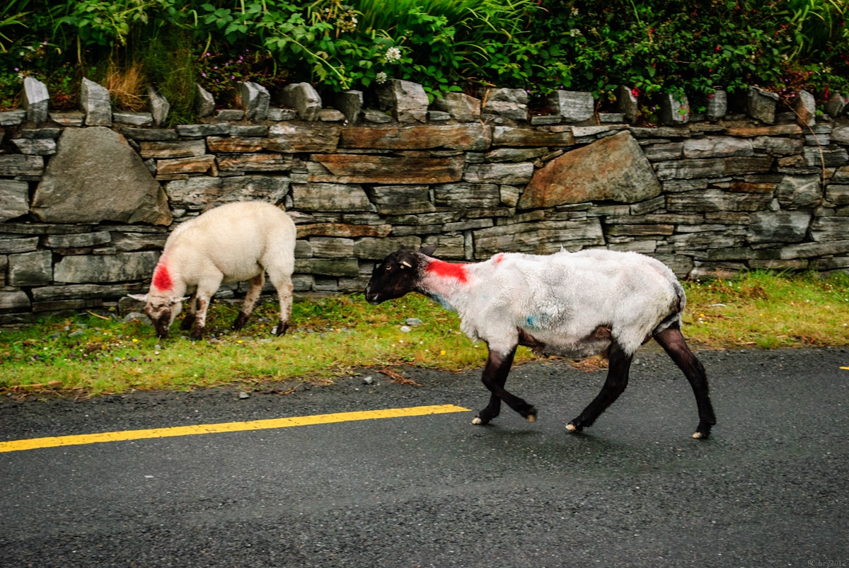 22072012-05513-connemara