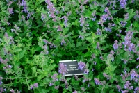 24062012-04765-irlande
