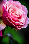 24112012-07755-sans-titre-2
