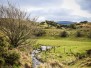 Somewhere in Wicklow