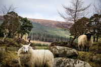 03032013-08179-wicklow_mountains