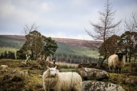 03032013-08180-wicklow_mountains