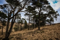 03032013-08186-wicklow_mountains