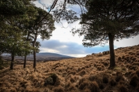 03032013-08195-wicklow_mountains